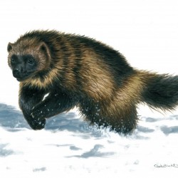 wolverine canvas